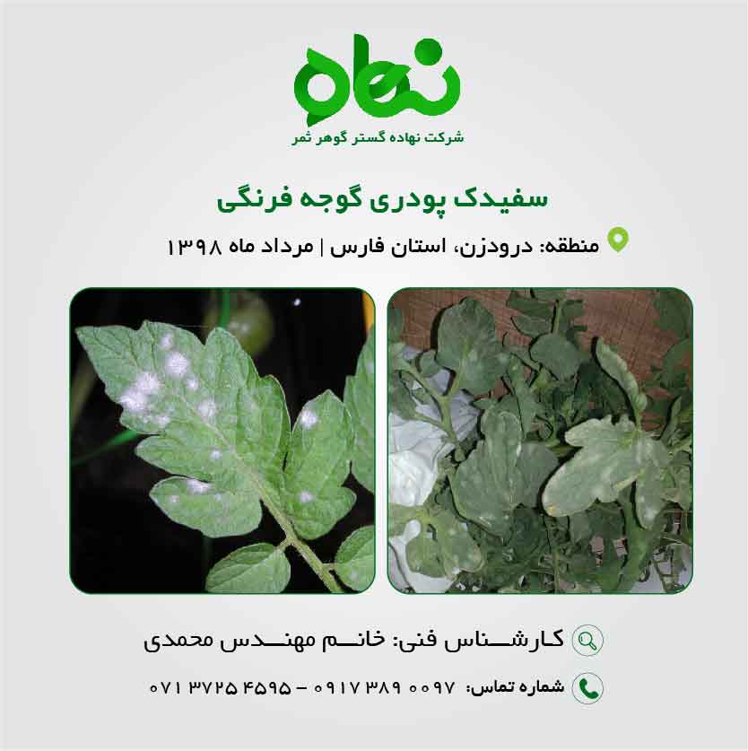سفیدک پودری گوجه فرنگی Oidium sp.